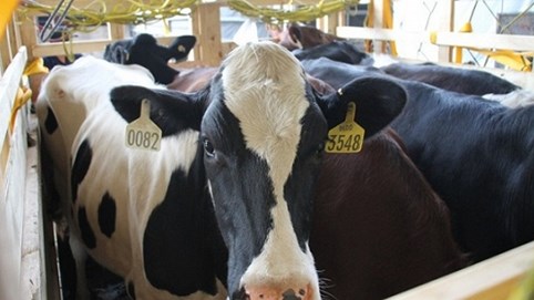 Vinamilk nhập hơn 200 con bò hữu cơ về Việt Nam