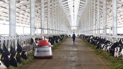 Vinamilk nhập lô bò A2 thuần chủng đầu tiên từ New Zealand