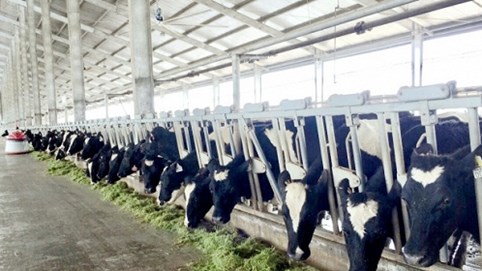 Vinamilk sản xuất sữa A2 đầu tiên tại Việt Nam