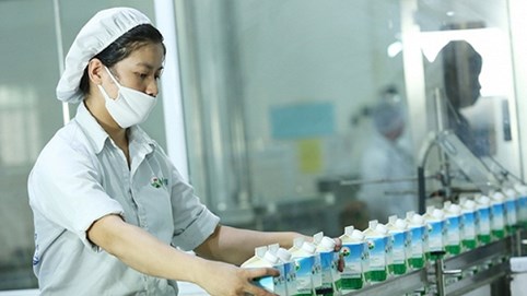 Vinamilk và chiến lược đưa cao nguyên Mộc Châu thành tỷ phú bò sữa của Việt Nam