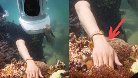 Vô tư sờ vào san hô khi lặn biển Nha Trang: Hành động tưởng vô hại nhưng đang “bức tử” cả san hô và hệ sinh thái