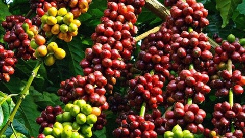 Xuất khẩu cà phê sang Tây Ban Nha nhiều triển vọng