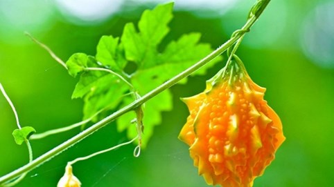 Bị tiểu đường type 2: Không dùng loại quả này làm giảm HbA1c thì thật lãng phí