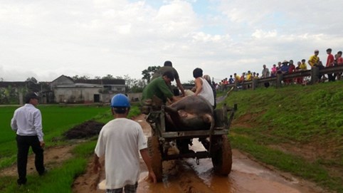 Hà Tĩnh: Sét đánh cả trâu lẫn chủ nhân chết tại chỗ