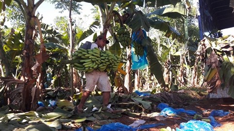 2 tuần nữa, hàng nghìn tấn chuối Đồng Nai đi về đâu?