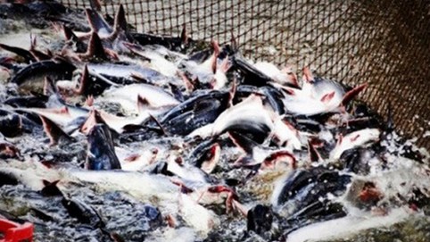 Hiệp định EVFTA: Bảo đảm chất lượng hàng hóa để 'vượt rào'