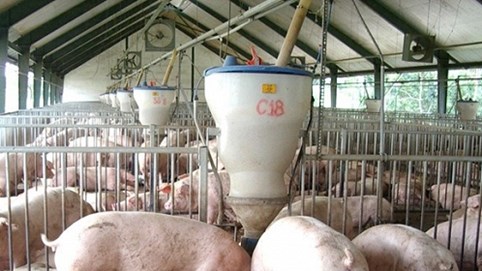 Bộ Nông nghiệp và Phát triển nông thôn lo “sốt vó” với tình hình chăn nuôi