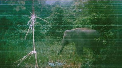 Quảng Nam sẽ chi 129 tỷ đồng cho Khu bảo tồn loài và sinh cảnh voi