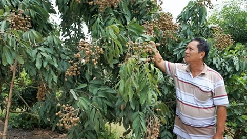 Bác Hai miền Tây từ ăn không đủ no trở thành tỷ phú nông dân