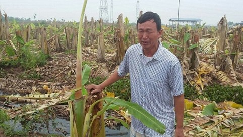 Vụ đốn hạ vườn chuối tại Hải Phòng: Cần khởi tố vụ án hủy hoại tài sản