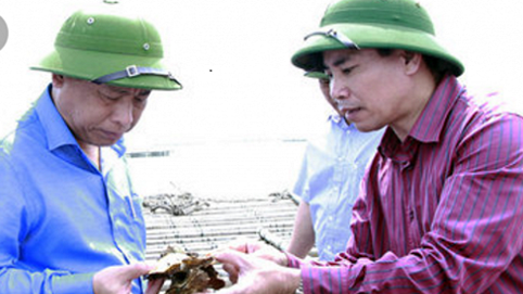 Quảng Ninh: Tìm ra nguyên nhân hàu chết gây thiệt hại 82 tỷ đồng