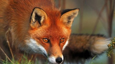 Câu chuyện bữa ăn của con cáo và bài học thấm thía về sự 