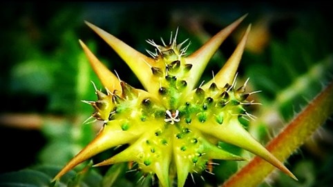 Bất ngờ với loại thảo dược giúp tăng sinh lý nam giới tốt hơn cả viagra