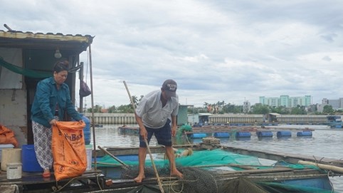 Bất thường hàng chục tấn cá chết trên sông Cổ Cò