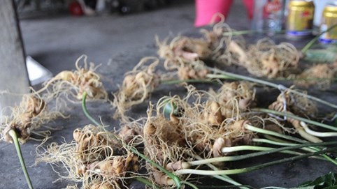 Quảng Nam: Tạm giữ đối tượng nghi trộm hơn 500 gốc sâm Ngọc Linh