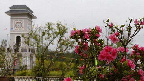 Chiêm ngưỡng hàng ngàn cây đỗ quyên tại Fansipan Legend