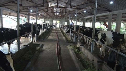 Cty CP Minh Long thành công trong mô hình nông nghiệp hiện đại đáp ứng chuyển đổi cơ cấu kinh tế huyện Ba Vì