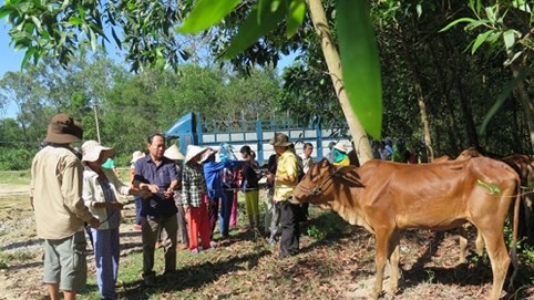 Quảng Nam: 350 hộ nghèo được nhận bò giống từ Quỹ Thiện Tâm