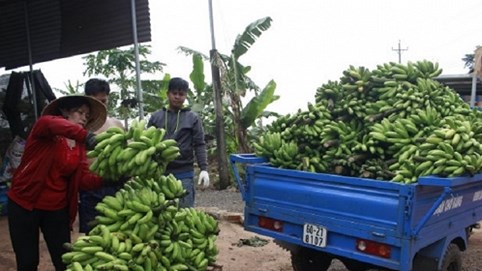Giá chuối Đồng Nai tăng nhẹ, nông dân vẫn lỗ nặng