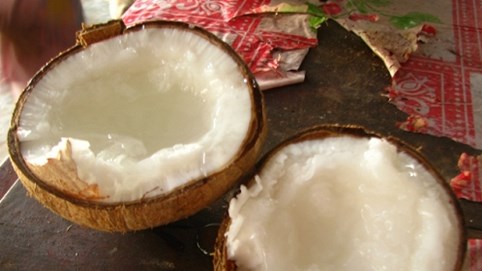 Giải mã giống dừa quý hiếm nhất Việt Nam