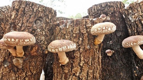 Giới nhà giàu Việt chi cả chục triệu đồng mua nấm hương Nhật Bản về xào rau cải