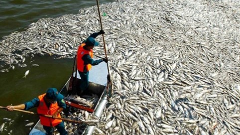 Hà Nội công bố 4 nguyên nhân cá chết hàng loạt