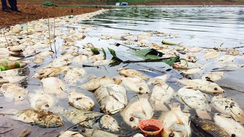 Kon Tum: Cá lồng chết nổi trắng xóa trên lòng hồ thủy điện Plei Krông