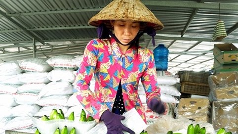 Cần Thơ: Kiếm triệu USD nhờ chuối ngon, sạch, đẹp