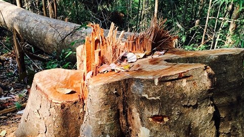 Kon Tum: Ngược đời 