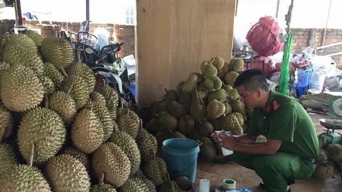 Kon Tum: Bắt quả tang chủ cơ sở nhúng 1,2 tấn sầu riêng với hoá chất