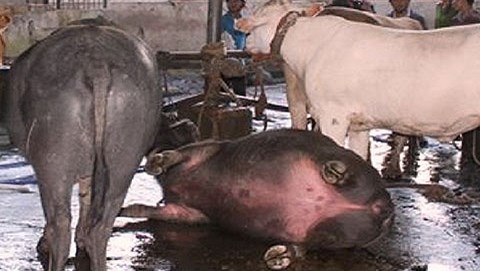 Kon Tum: Bắt quả tang chủ lò mổ bơm nước vào bò