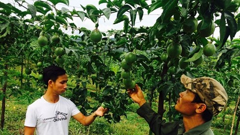 Kon Tum: Xuất hiện “xã hội đen” đe dọa thương lái và người dân để ép giá chanh dây?