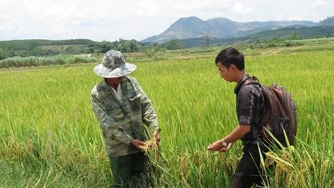 Kon Tum: Người dân điêu đứng vì lúa không có hạt