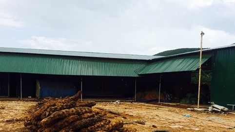 Kon Tum: Tái diễn nạn khai thác cây culi kiểu “tận diệt”