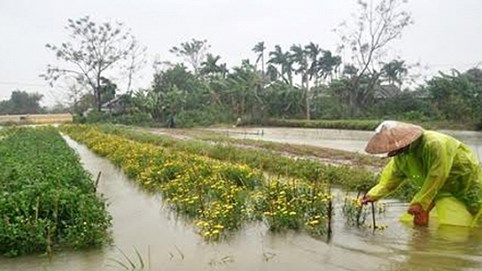 Làng hoa Cố đô Huế tiêu điều sau mưa lũ