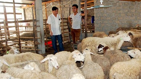 Canh bạc nuôi cừu ở Nghệ An