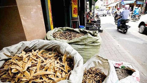 “Loạn” dược liệu nhập lậu