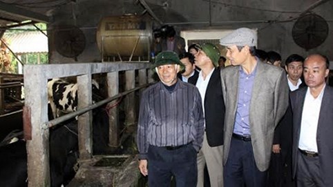 Ba Vì: Giá thu mua sữa bò sẽ tăng