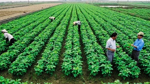 “Nhức đầu” tìm lối mở cho doanh nghiệp…vào nông nghiệp