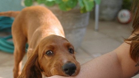 Hà Tĩnh: Chơi với chó, bé gái bị chó cắn phải khâu hơn 30 mũi