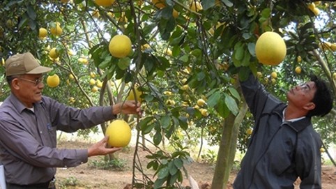 Phát triển cây ăn quả chất lượng cao: Hiệu quả chưa xứng tiềm năng