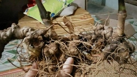 Quảng Nam: Phát hiện củ sâm Ngọc Linh quý hiếm nặng hơn 700 gam