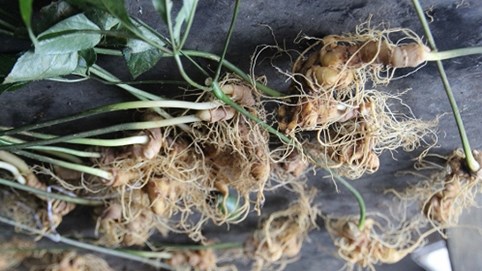 Vụ trộm sâm Ngọc Linh ở Quảng Nam: Thêm 2 đối tượng bị bắt