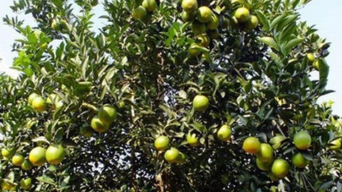 Sản lượng lên tới trên 10 vạn tấn, cam quýt Cao Phong bị 