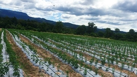 Kế hoạch vườn ớt nghìn tỷ của Bầu Đức giờ ra sao?