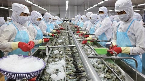 ‘Vua tôm’ Minh Phú (MPC) báo lỗ kỷ lục, dù doanh thu tăng mạnh