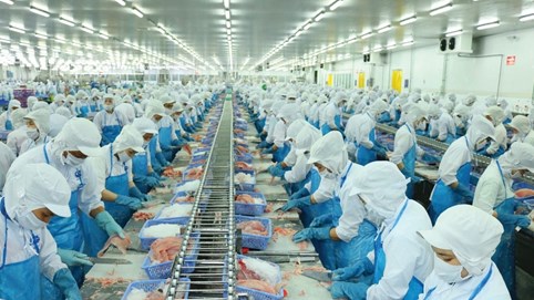 Vĩnh Hoàn (VHC) lên kế hoạch doanh thu 2025 kỷ lục, đạt 13.800 tỷ đồng