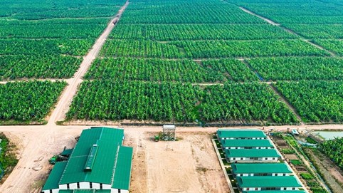 Thaco Agri của ông Trần Bá Dương bắt đầu có lãi