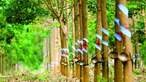 Cao su Phước Hoà (PHR) sắp chi hơn 182 tỷ đồng trả cổ tức tiền mặt, tỷ lệ 13,5%