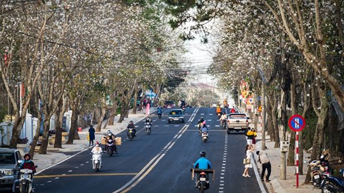 Mùa hoa ban trắng Đà Lạt